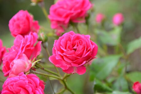 Nature garden rosebush