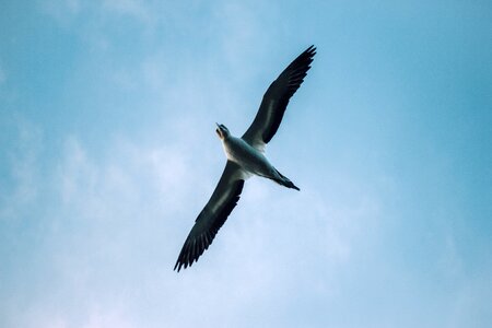 Animal fly freedom