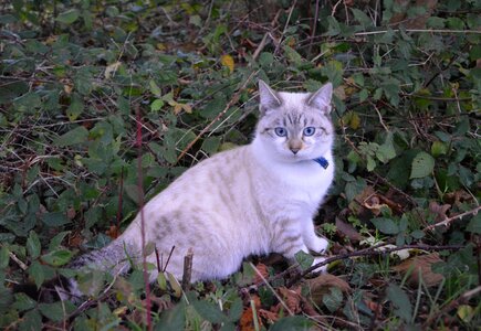 Cat sitting cat eyes blue eyes