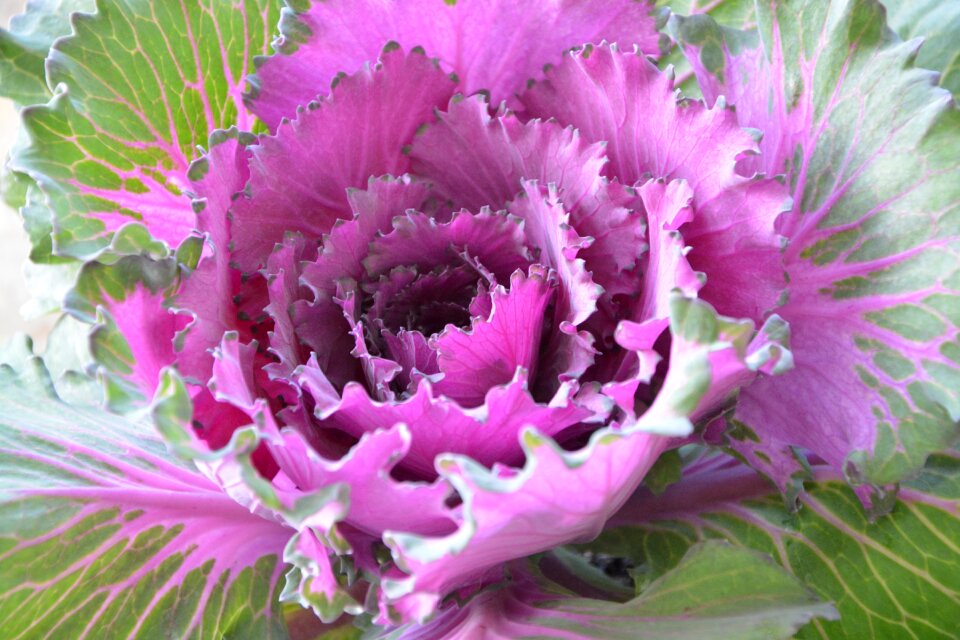 Offer decorative garden nature