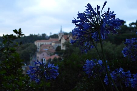 Magical castle flowers