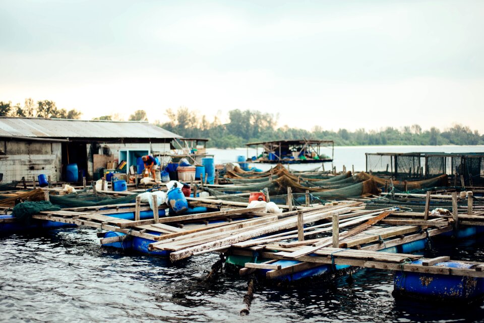 Nature fishing fish cage