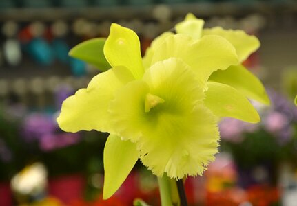 Joli flowering nature