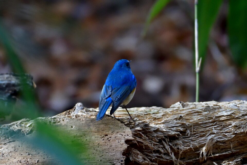 Bird wild animals outdoors