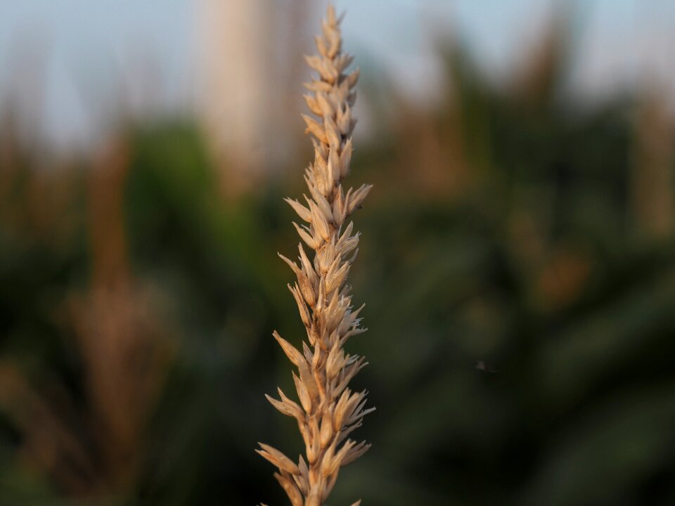 Nature agriculture grain