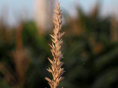 Nature agriculture grain photo