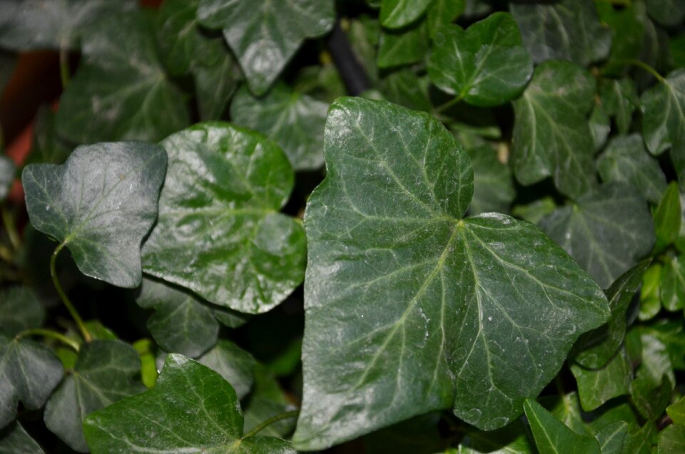 Ivy always green nature