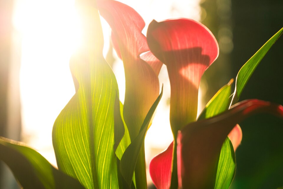 Flower summer spring