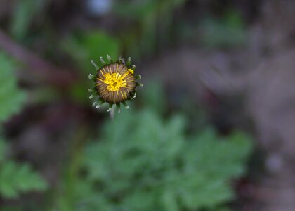 Flower spring garden