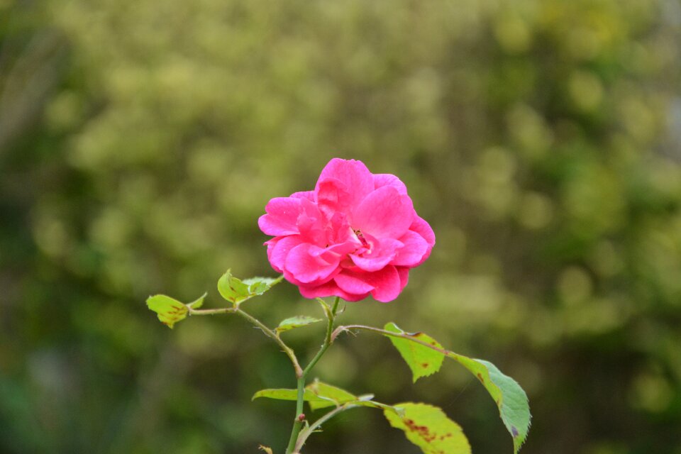 Plant nature garden