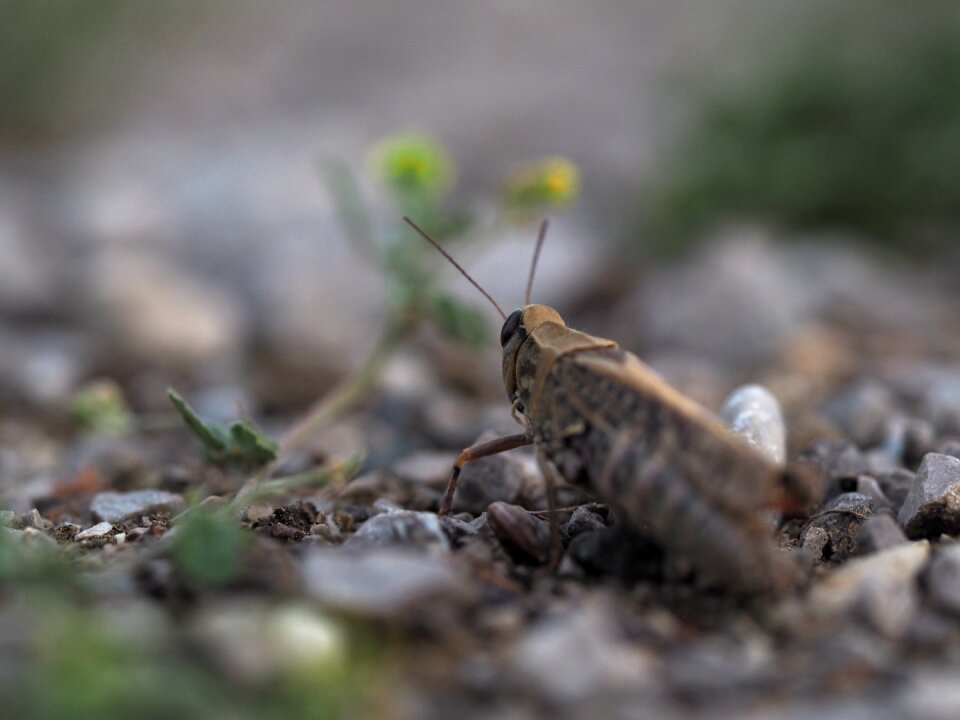 Insect close up macro photo