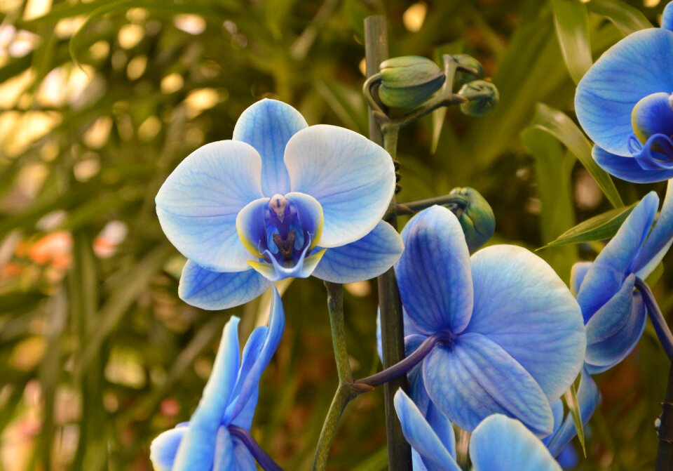 Flowering offer gift