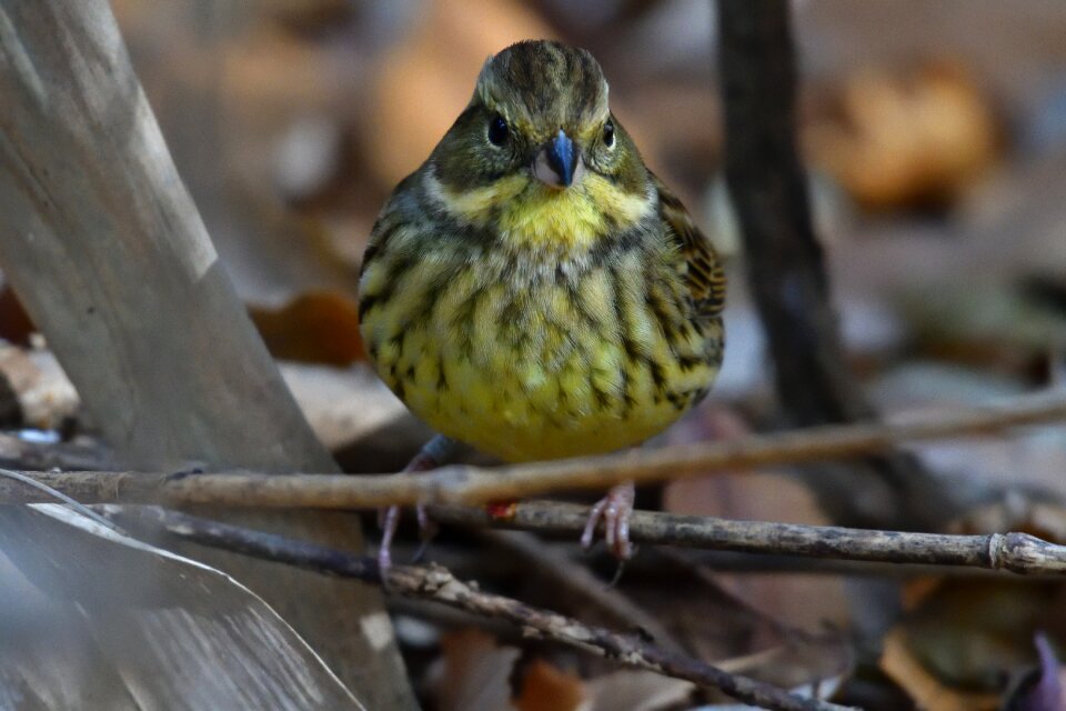 Bird animal outdoors