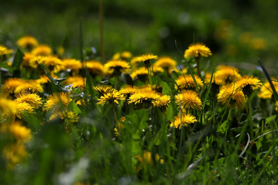 Spring garden plants