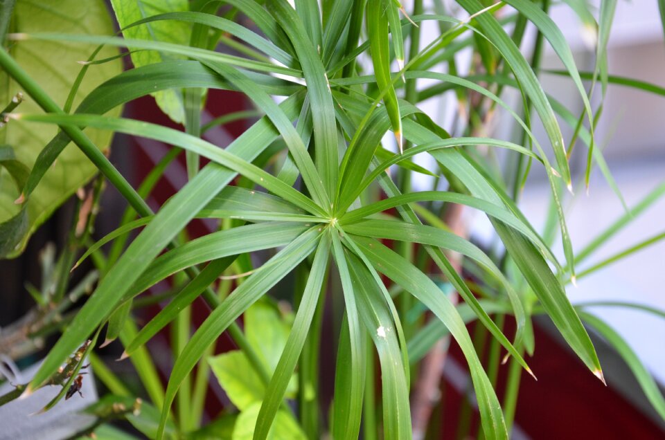 Papyrus always green nature