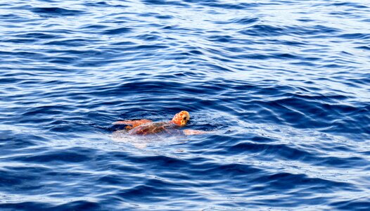 Migration ocean nature