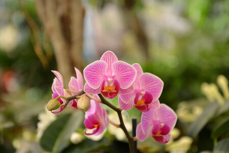 Exotic nature exotic flower