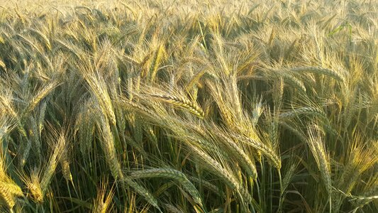 Field nature agriculture