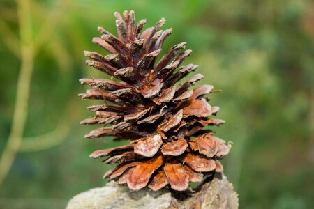 Outdoors season pine