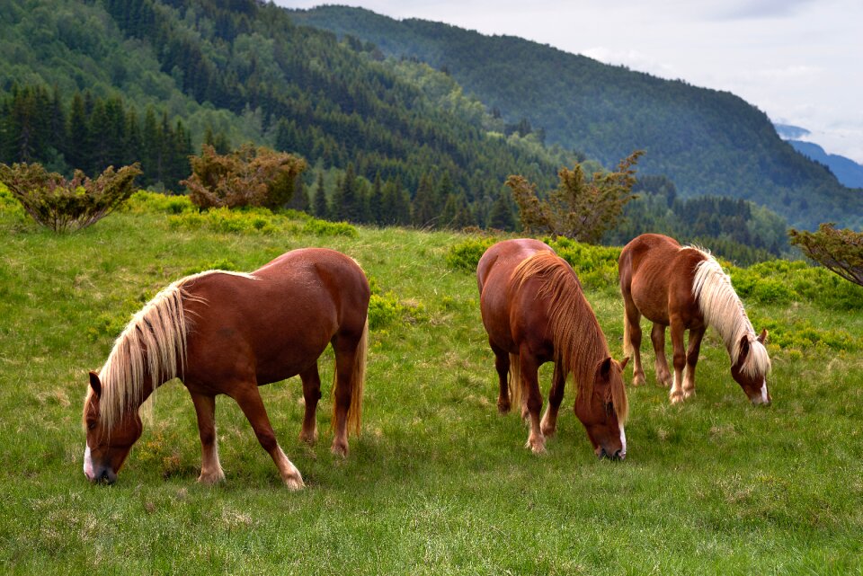 Nature engjadalen norway