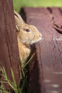 Ears footbridge nature