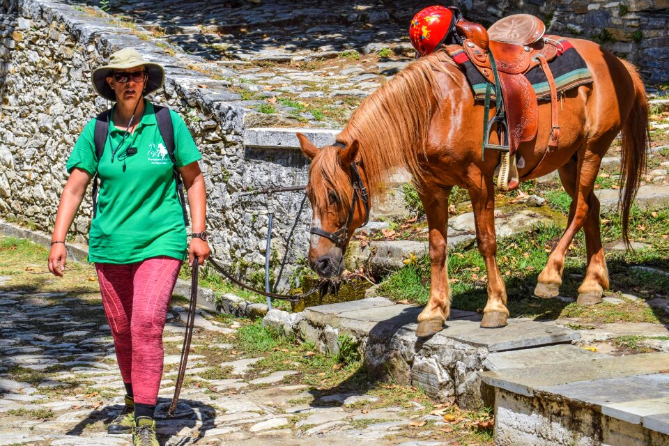 Leisure horse animal