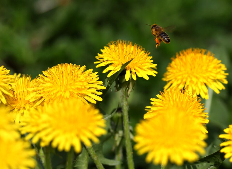 Pollen yellow flower