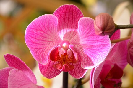 Orchid bright pink offer events plant photo