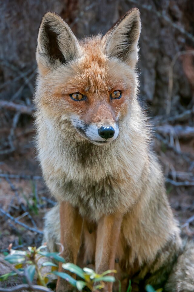 Fauna carnivorous sitting