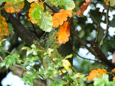 Golden autumn nature forest photo