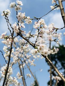 Flower season cherry blossom photo
