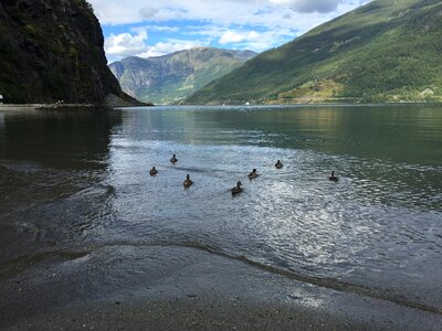 Ducks in fjord nature scandinavia photo