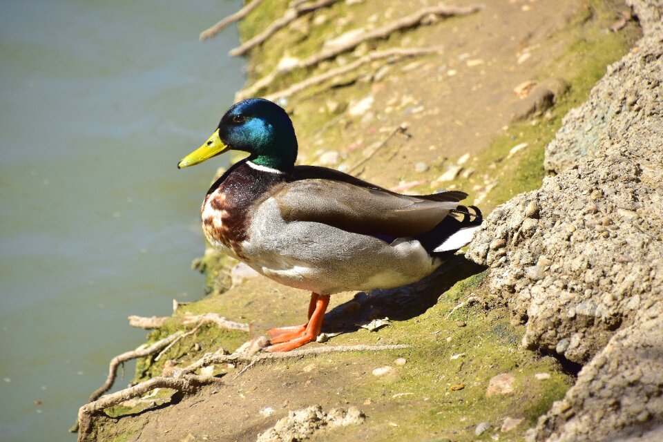 Nature body of water wild life