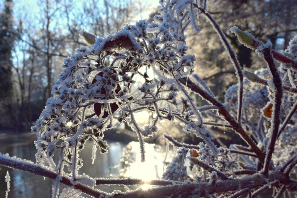 Wintry hoarfrost branch