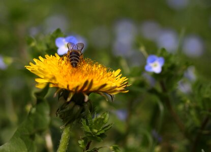 Pollen yellow flower photo