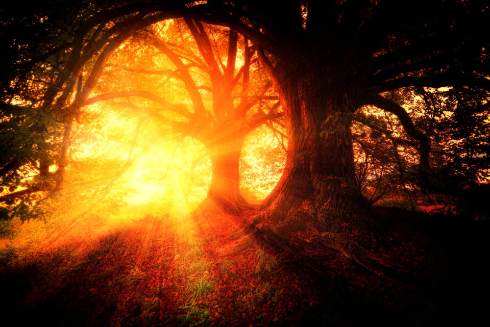 Forests sunrise sunshine