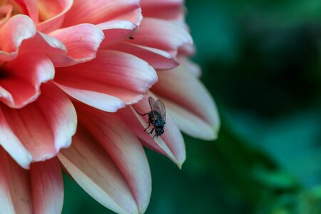 Nature garden summer
