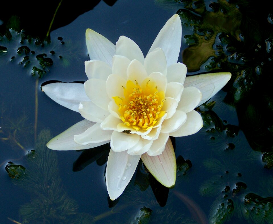 Lake rose aquatic plant white flower