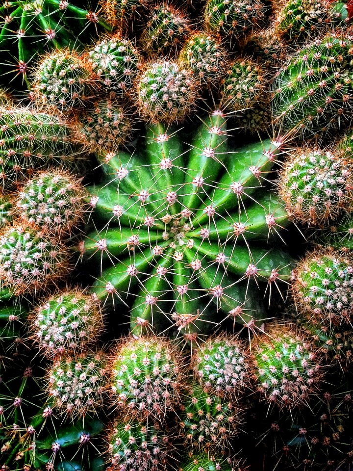 Succulent plant barbed desert