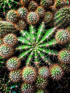 Succulent plant barbed desert
