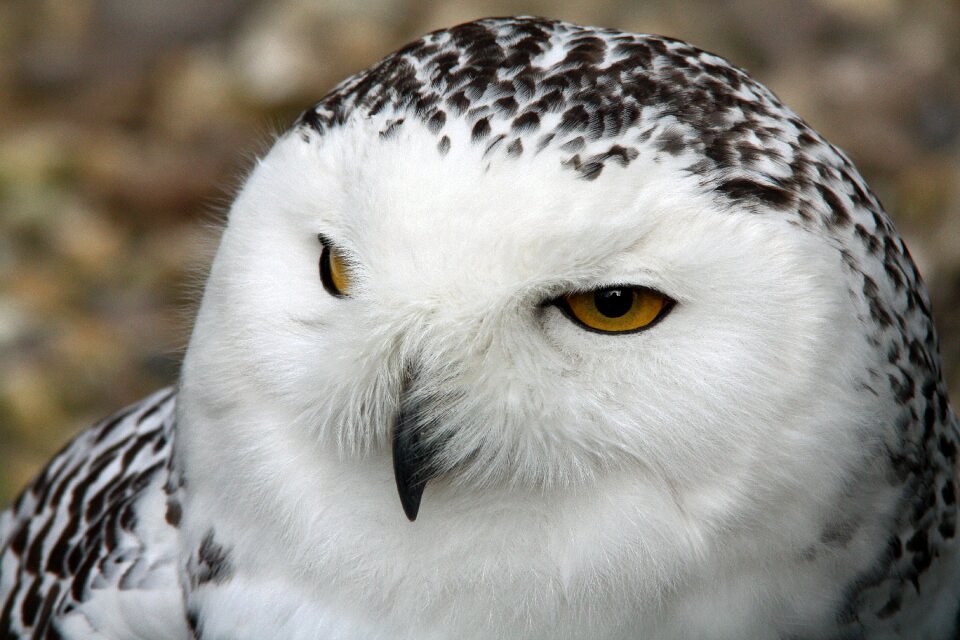 Nature animal bird of prey