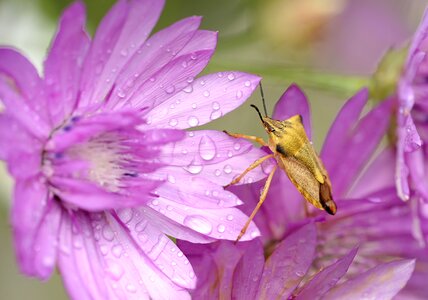 Garden petal bug
