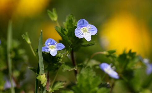 Wild plant cornflower