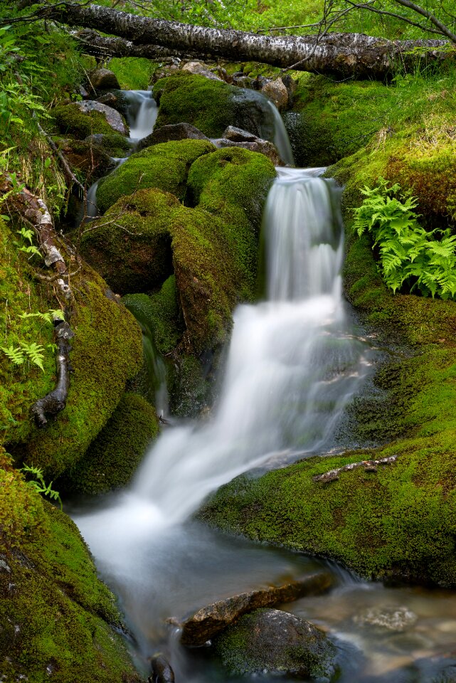 Nature summer norway photo