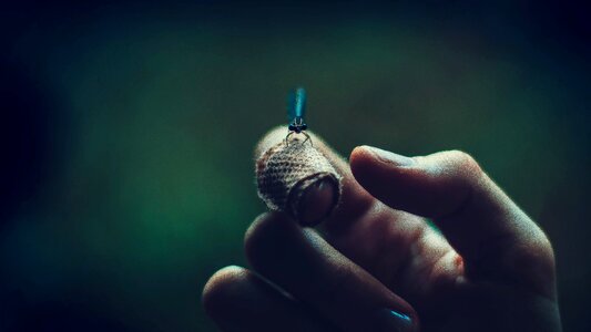 Firefly insect animal