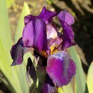 Iris flower summer photo