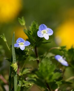 Wild plant cornflower