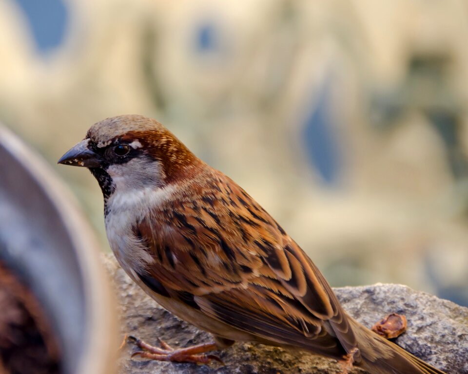 Sparrows feather close up