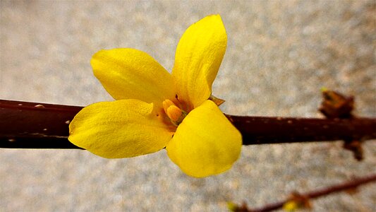 No person close up yellow