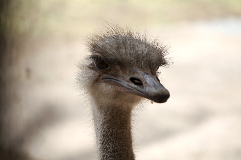 Ostrich animal safari